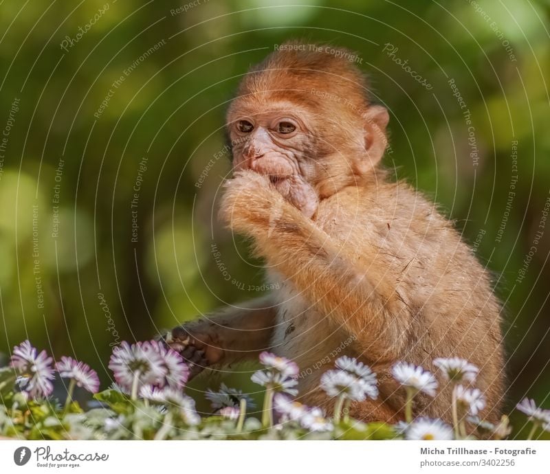 Little Barbary ape on the meadow Baby animal Young monkey Monkeys Animal face Pelt Paw Fingers Wild animal Curiosity Sit Discover Sunlight eyes ears Face Nose