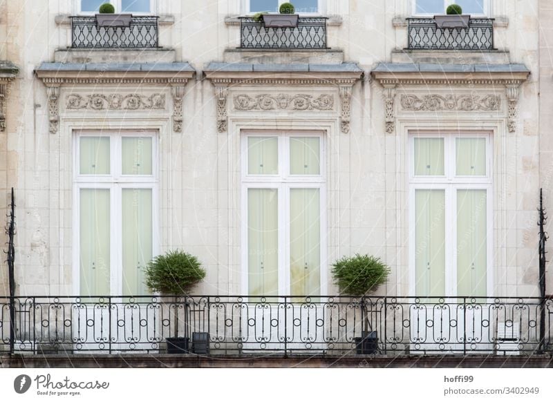 elegant old building balcony with two box trees Window Shutter Row Quarrystone facade Wall (barrier) Wall (building) arched window Central perspective plants