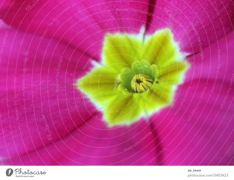 tulip flower Blossom Hub Stamp Pistil Pollen pollen inner inboard center Yellow Flower Macro (Extreme close-up) Close-up Plant Spring Detail Nature Colour photo