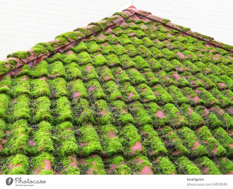 red tiled roof thickly overgrown with moss Moss Roof Roofing tile Overgrown House (Residential Structure) Lichen Exterior shot Colour photo Deserted Day Plant
