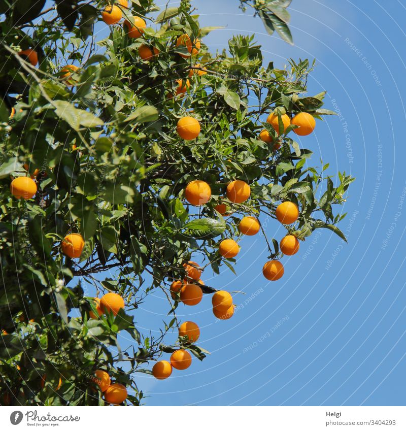 Orange tree with ripe oranges in front of blue sky Tree Twig Fruit Exterior shot Colour photo Nature Environment Mediterranean Sunlight Beautiful weather Leaf