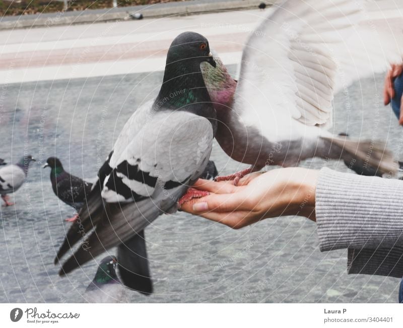 Close up of two pigeons on a woman's hand close up birds Colour photo Animal Fingers Animal portrait feathers wings sitting beak eyes feeding food nature wild