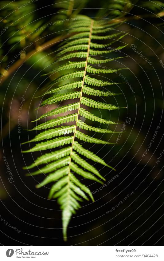Detail of a giant fern (Cyathea arborea) flora nature plant natural forest botany green garden leaf pine rico west spruce tropical evergreen tree caribbean