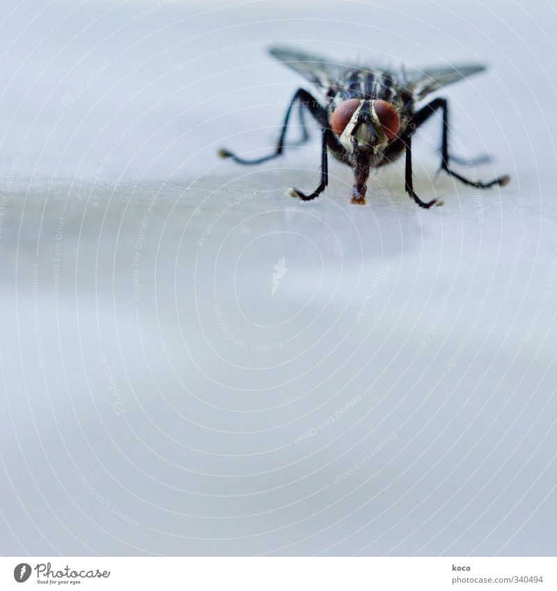 Lord of the flies Animal Water Summer Pet Fly Animal face Eyes Compound eye Wing Legs 1 Glass Flying Sit Disgust Cold Small Blue Brown Gray Black Uniqueness