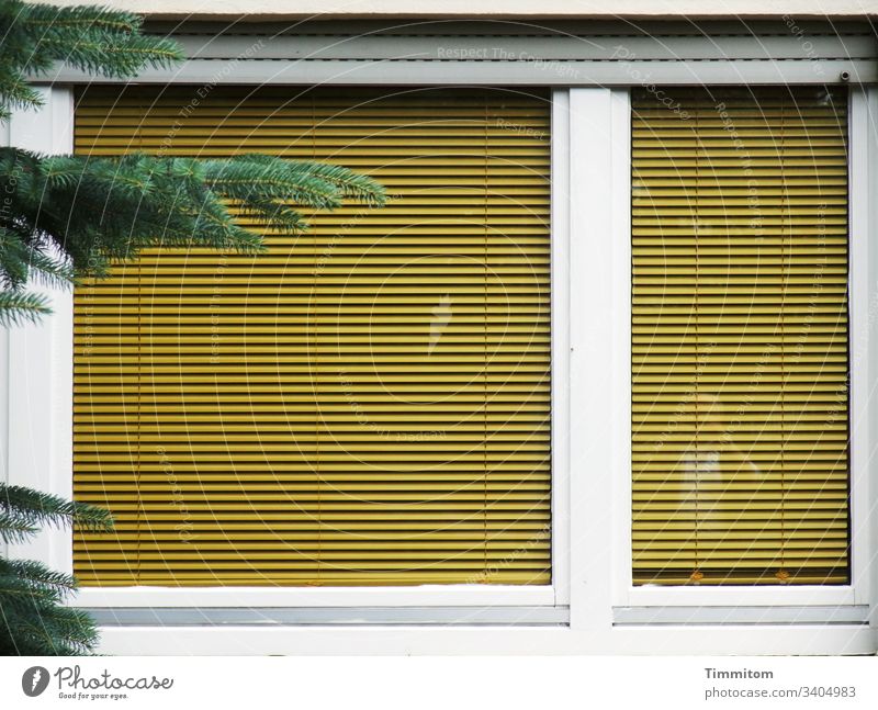 Beautiful living - a play of colours and some greenery House (Residential Structure) Facade Window Architecture Window pane reflection Slat blinds