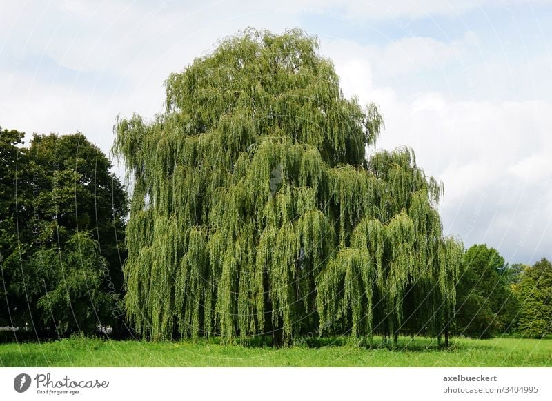 Weeping Willow Tree A Royalty Free, Will Weeping Willow Grow In Shader