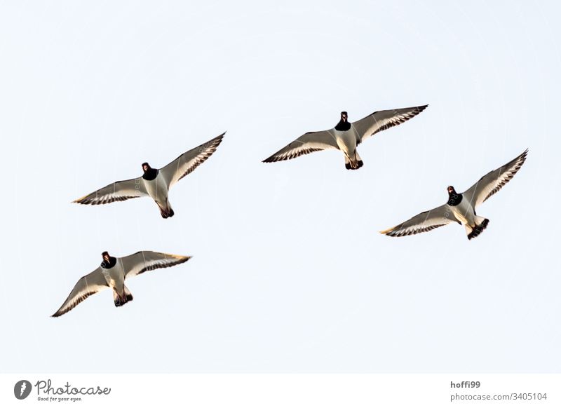 Gang of Four - Oystercatcher in flight from below Oyster catcher birds Wild Birds North Sea Animal portrait Movement Observe Authentic Scream Flying Fresh