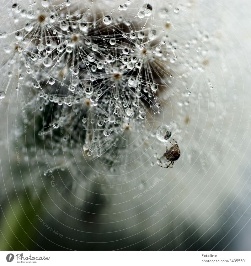 Dandelion full of dewdrops, on which a small cross spider builds its web. dandelion Plant Nature Flower Colour photo Exterior shot Macro (Extreme close-up)
