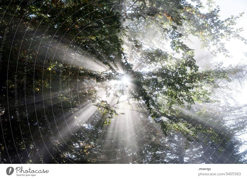 rays Leaf canopy flaked Twigs and branches Back-light Sunbeam Mystic Climate Emotions Elements Nature tree Forest Hope Religion and faith Belief