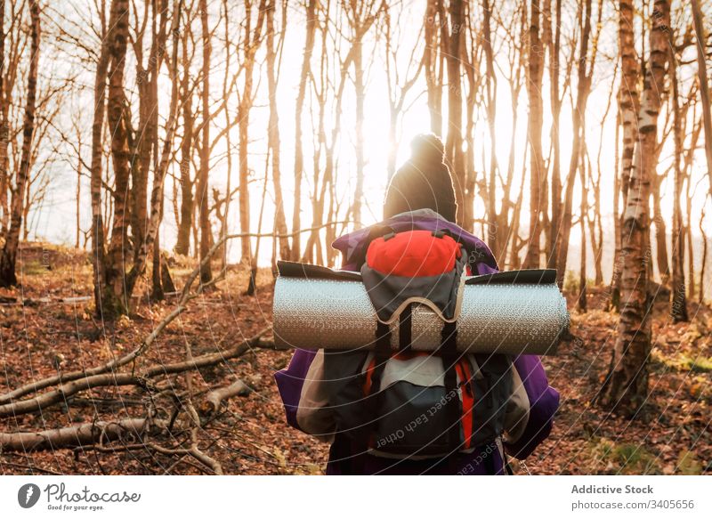 Unrecognizable backpacker trekking in autumn forest hiker walk adventure nature journey trip travel explore person environment wanderlust freedom holiday