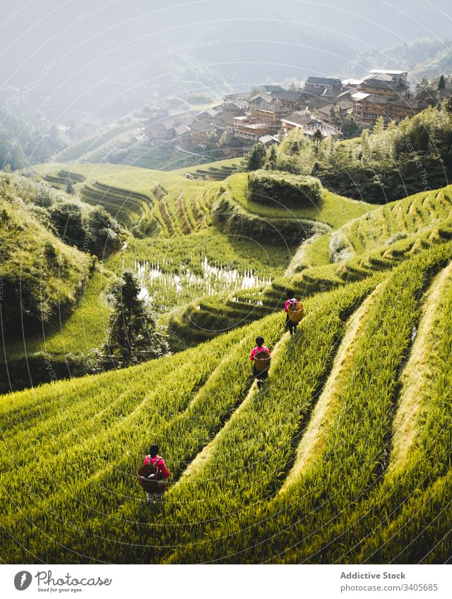 Green rice fields on hillside terrace green landscape nature valley travel countryside longsheng rural agriculture picturesque grass summer farm plantation