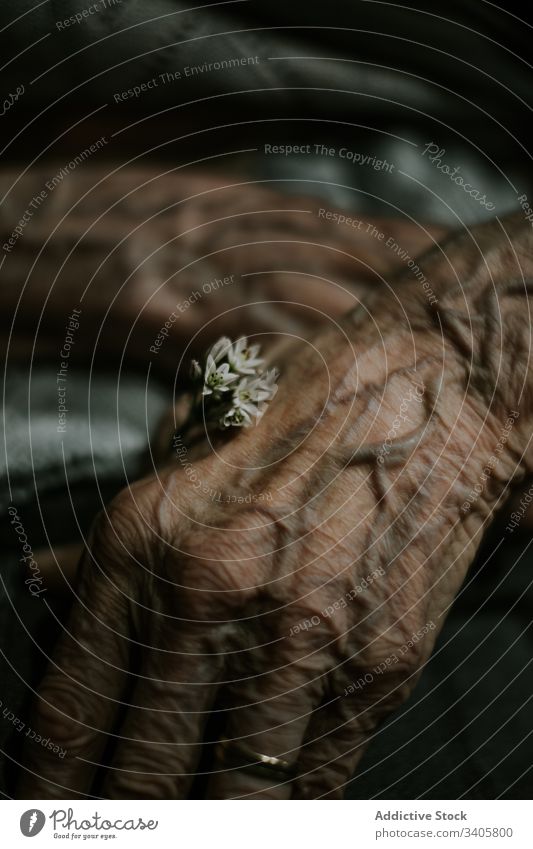 Crop elderly person with tiny flower wrinkle life tender vein bloom hand fresh natural plant care aged senior old retire mature dark peaceful blossom calm