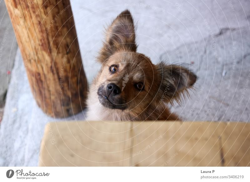 Close up of a stray dog's head with big eyes looking at the camera close up furry animal pet domestic Dog young cute funny sweet fluffy brown mammal small