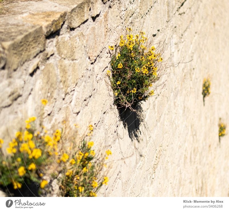 yellow flowers (stonewort) on a wall Yellow Wall (barrier) Stone wall Quarrystone facade blossoms Green Nature Plant Blossoming Beautiful Colour photo Growth