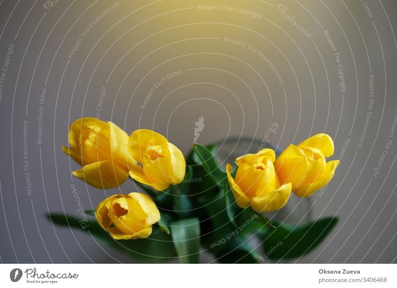 Defocused bouquet of yellow tulips on a light background, copy space. beautiful beauty bloom blossom bright bunch close up easter floral flower fresh gift green
