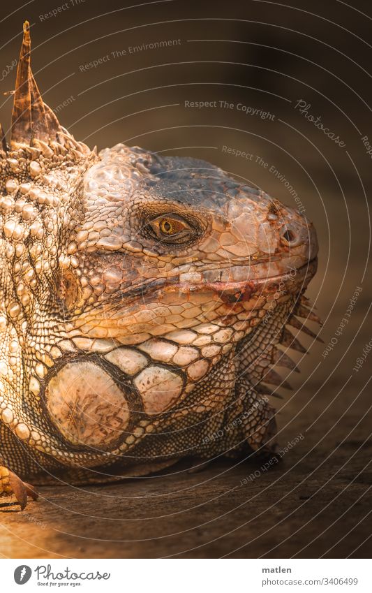 iguana Iguana Head animal portrait Profile variegated Brown Looking Deserted