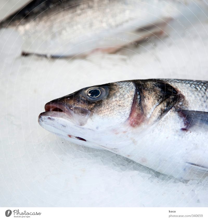 fish Fish Nutrition Fish market Fish mouth Fish eyes Scales Water Animal Dead animal Animal face 2 Delicious Brown Gray Pink Black White Sadness Death Pain