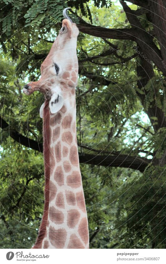 Giraffe makes long neck Neck Africa Zoo Exterior shot Brown Long Safari Tongue Eating Animal Wild animal world Vacation & Travel blotch