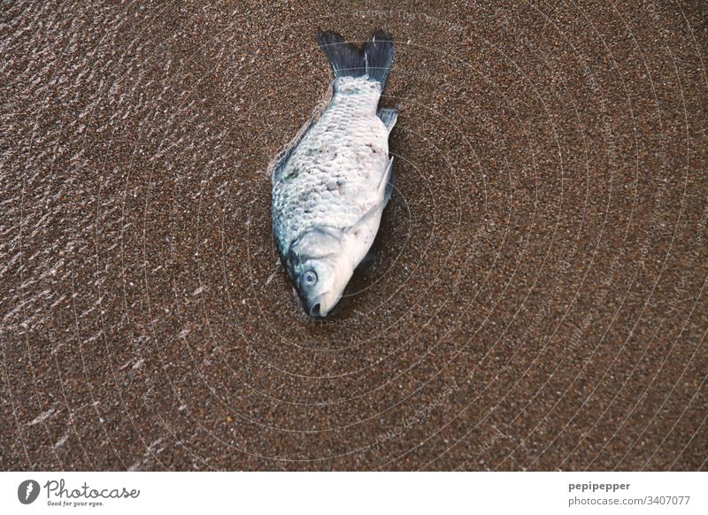 Dead fish on the beach Fish deceased Nature Death Animal Dead animal Body Face Flake Animal portrait Colour photo Deserted Water Beach Sand Lie pass away