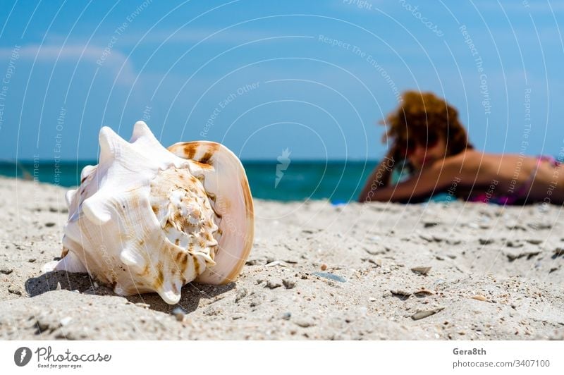 big ocean shell on the sand against the background of a redhead girl sunbathing on the beach big shell blue blur clear coast day focus girl in swimsuit