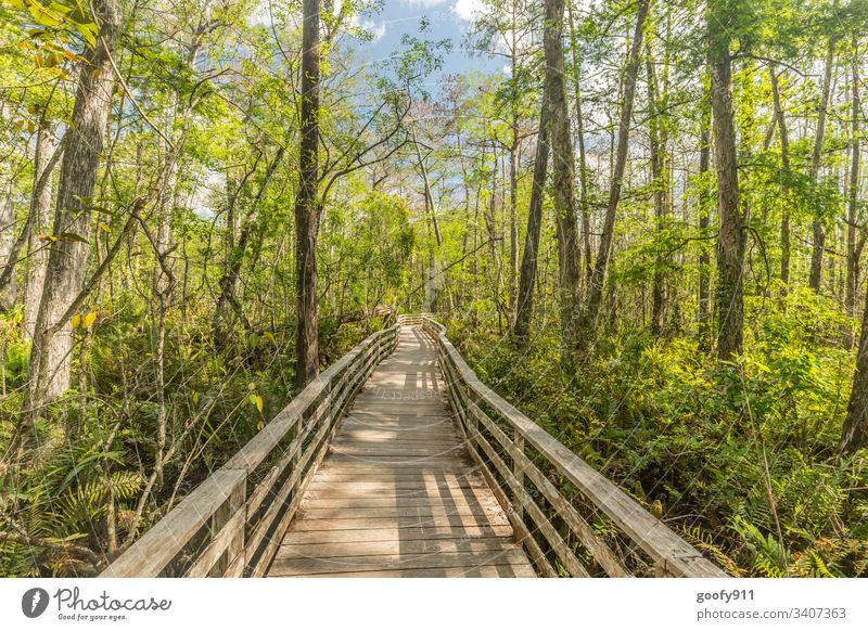 In the middle of the Everglades Footbridge Lanes & trails Exterior shot Deserted Nature Landscape Colour photo Wood Vacation & Travel Grass Plant Tree USA