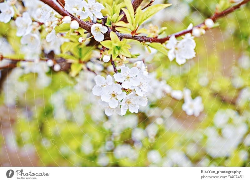 Branch of blossoming cherry on natural green background, artistic bokeh branch spring easter flower springtime beam beautiful beauty bloom blooming blur