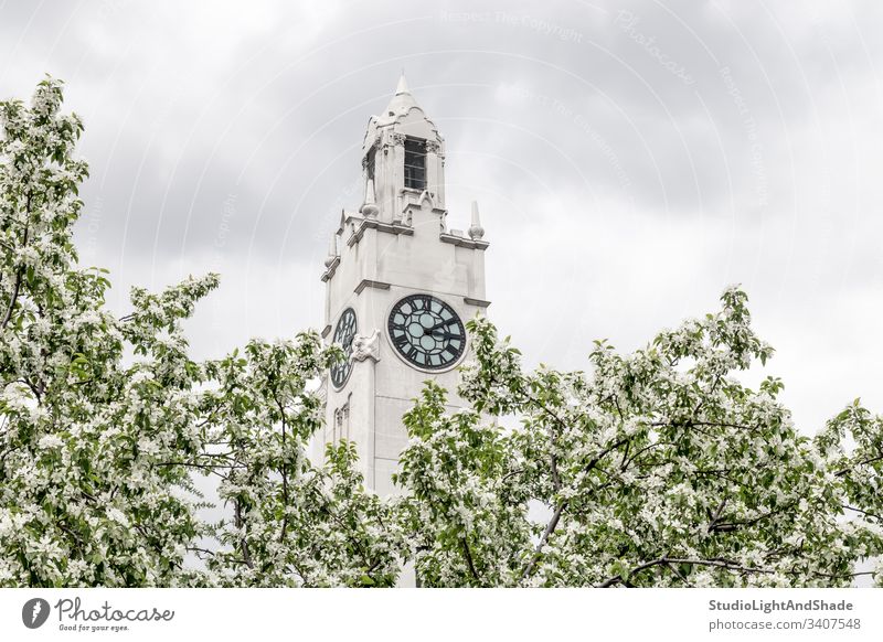 Clock tower behind blooming spring trees clock tower building sky garden blossom springtime branch branches blossoming flowers flowering apple tree white green