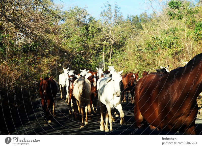 animal love | wild and free herds of horses Horse especially Costa Rica Sunlight Animal Light Animal portrait Day Exterior shot Deserted Colour photo