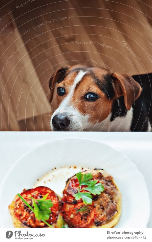 Cute hungry puppy sniff owner's food on plate, funny moment, top view dog pet healthy domestic meal cute animal dinner happy fresh mammal lunch menu meat doggy