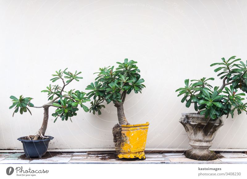 Pot plants in front of white wall. White Plant bonsai Green Leaf roots tills floor Copy Space top Yellow Blue