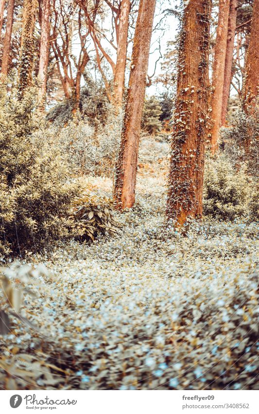 Detail of a wild forest in autumn galicia shine scenic winter skittish fantasy green sunlight sunny wilderness path branch plant park landscape adventure beauty