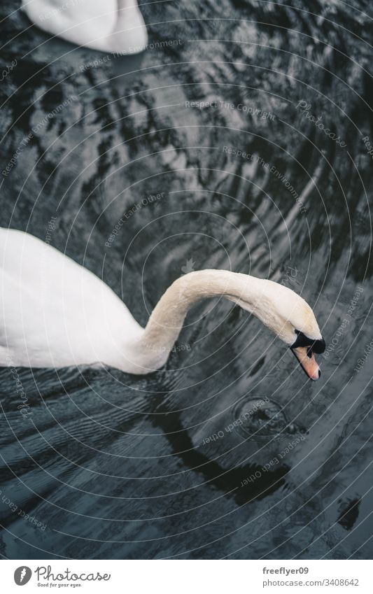 White swan swimming on a lake white water waves calm pristine haze bird elegance grace light peaceful morning beautiful purity mist lovely mirror cygnet digital