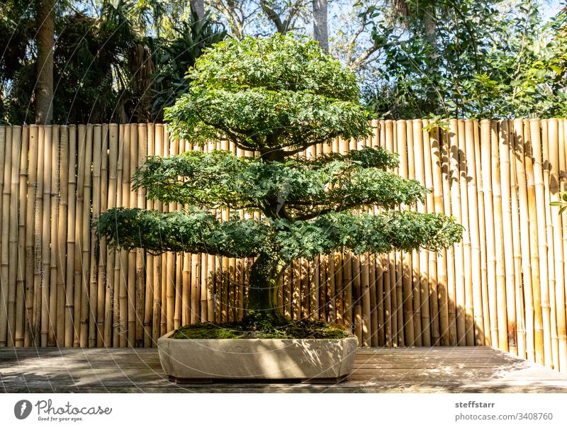 Brazilian Rain Tree Chloroleucon tortum bonsai tree miniature nature garden meticulous patience horticulture plant