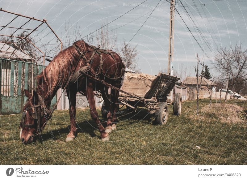 Horse with cart at the countryside horse brown animal domestic grass rustic traditional old wooden pet beautiful mammal Exterior shot Nature Meadow Farm