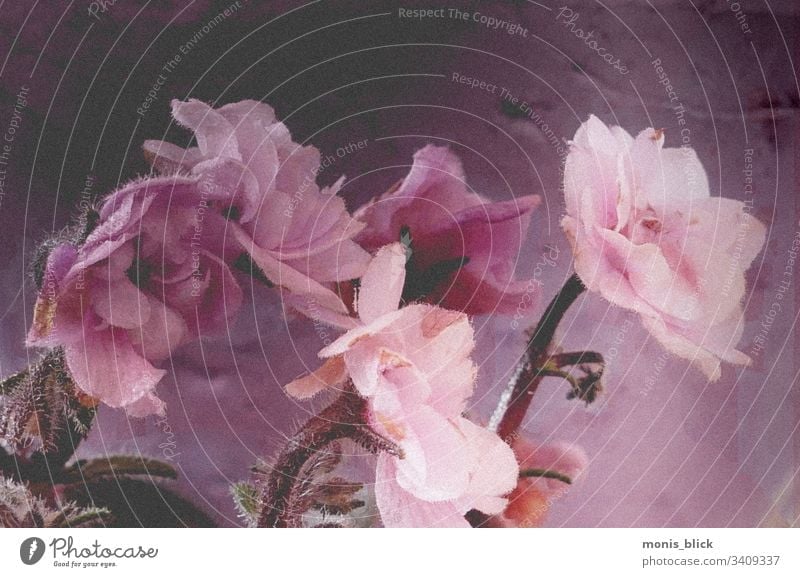 Flowers Fineart Easter Spring Colour variegated Blossom flowers Bouquet'ß Close-up Feasts & Celebrations Colour photo Design Tradition Card Leaf