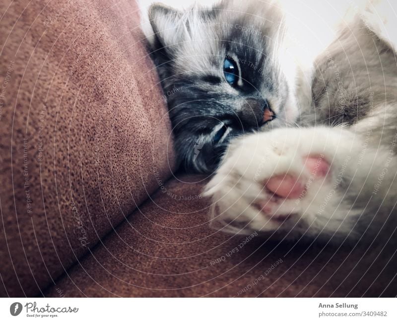 Cat with blue eyes and outstretched paw Animal portrait Central perspective Day Deserted Interior shot Colour photo Perspective Concentrate Interest