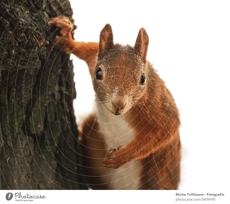 Watched by a curious squirrel Squirrel sciurus vulgaris Animal face Head Eyes Muzzle Nose Ear Pelt Paw Claw Rodent Looking Observe Nature Wild animal Tree trunk