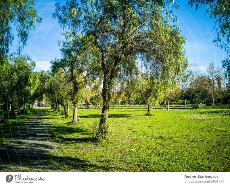 View of very green trees and grass in a park of Puerto de Sagunto countryside springtime land lawn plain crop garden view heavens horizon grassland scene