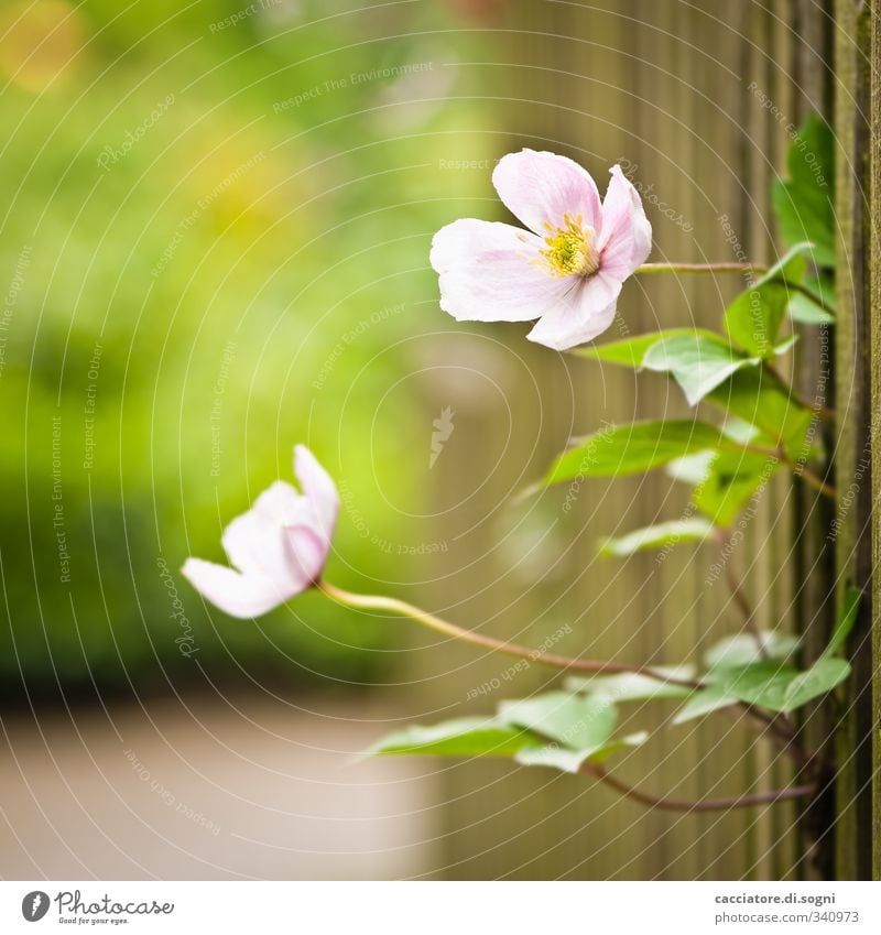 Looking For Freedom Nature Plant Spring Beautiful weather Blossom Wild plant Garden Gap in the fence Fence Esthetic Fragrance Brash Natural Curiosity Brown