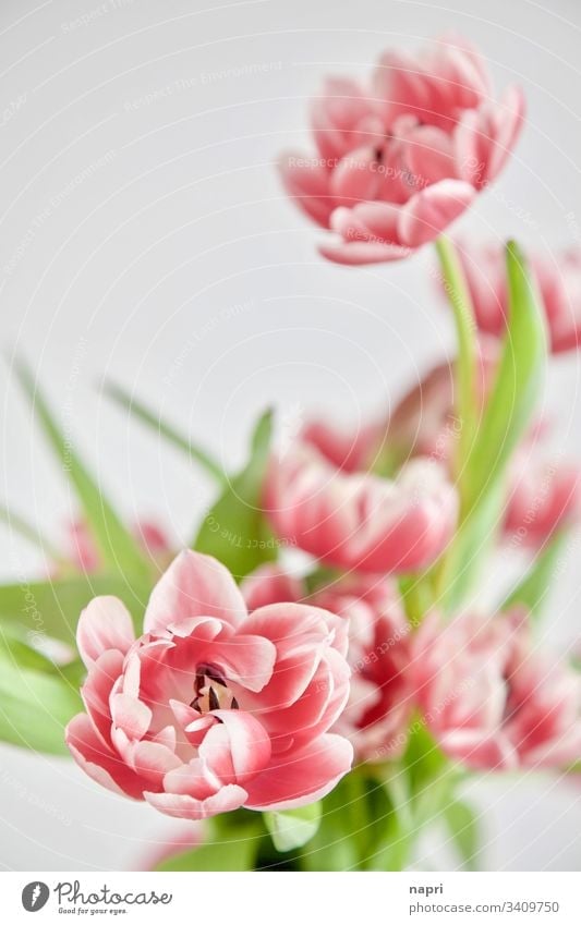 Stuffed pink tulips in front of a white background White Spring flowers Bouquet Neutral background Pink Beautiful Green Close-up blossoms Bright luminescent