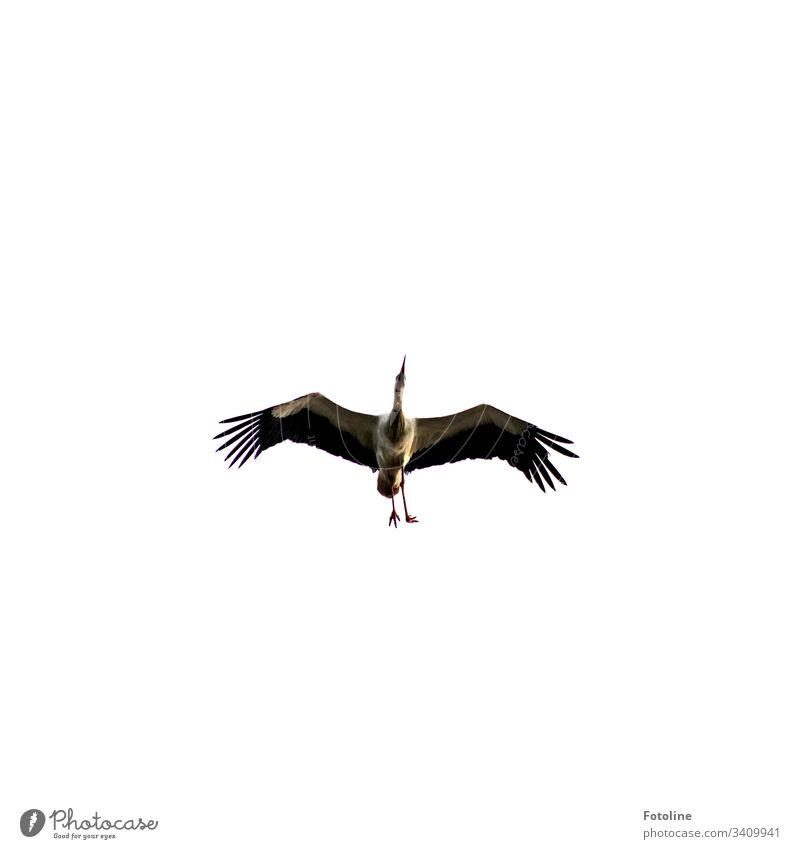 Stork with a crippled foot Bird Animal Exterior shot Colour photo 1 Deserted Day Nature Wild animal Sky Copy Space top Environment Beautiful weather White