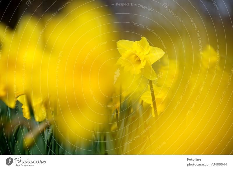 A field of blooming daffodils in spring blossoms Flower Plant Blossom Nature Colour photo Exterior shot Green Blossoming Day Deserted Shallow depth of field