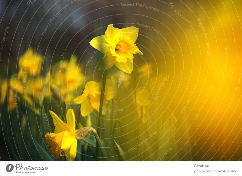 A field of blooming daffodils in spring blossoms Flower Plant Blossom Nature Colour photo Exterior shot Green Blossoming Day Deserted Shallow depth of field