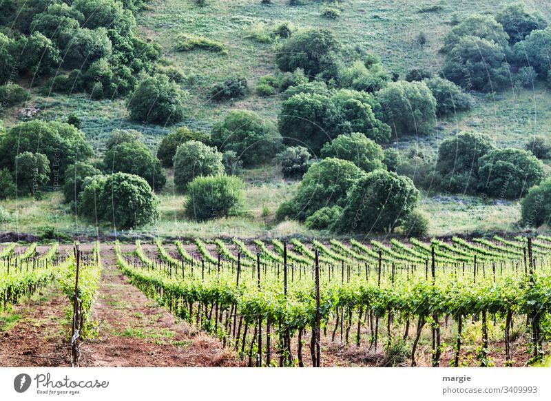 A vineyard, in the background a hill with bushes Vineyard field economy growthstrum vines sustainability Agriculture Organic produce series Arrangement Earth