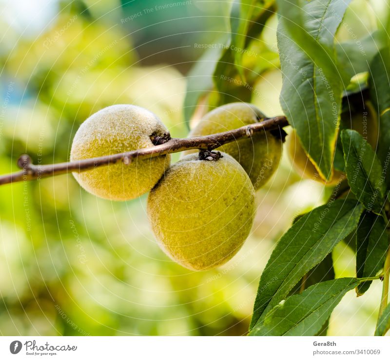 yellow fruit on a branch with green leaves close-up food garden leaf natural