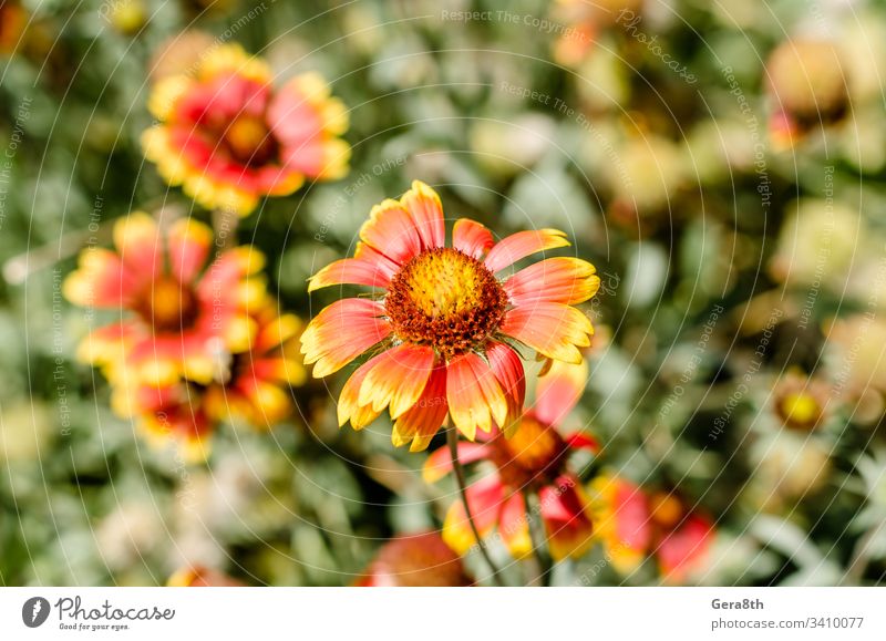 blooming flower with red and yellow petals on a background of a close-up flora floristry flower field garden meadow natural nature
