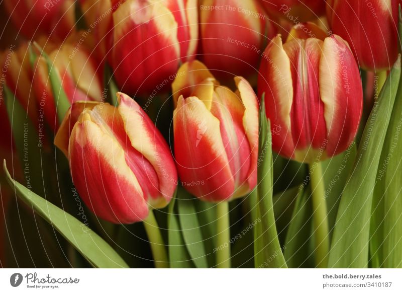 Tulips red-yellow Beautiful weather Close-up Natural Nature Growth Blossoming Joie de vivre (Vitality) Happiness Fresh Flower Friendliness Plant Spring