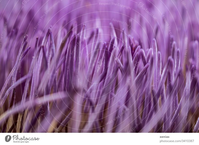 Macro photograph of a violet artichoke flower Artichoke Blossom Violet Plant tube blossom purple Flower Shallow depth of field