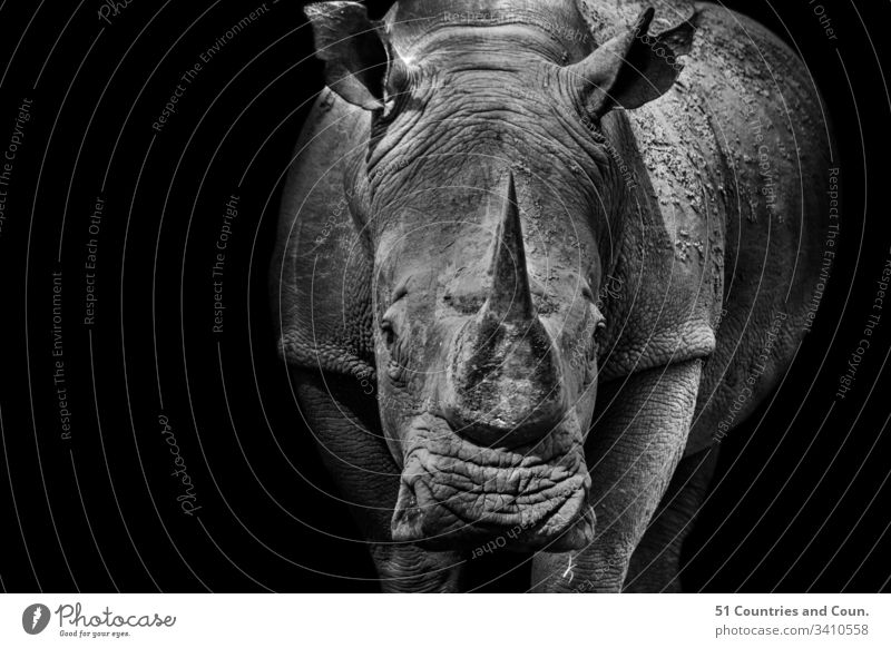 Black and White images of a Rhino, South Africa Big 5 Birds Europe Travel african animals antelope asia buck elephant explore hippo india landscape landscapes