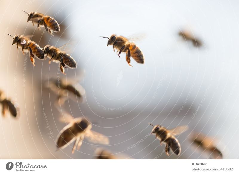 Honey bees in flight Beehive bee colony Honeybees Animal Exterior shot Bee-keeping Nature Food Bee-keeper Summer Apiary Work and employment Colony animals